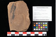 Foto (Objekt + Etikett) von Peridermium daphnes Ettingshausen (NHMW-GEO-2024-0188-0007)